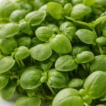 Micro-pousses de basilic cultivées artisanalement pour la gastronomie