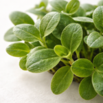 Micro-pousses de bourrache cultivées artisanalement pour la gastronomie