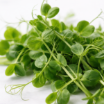 Micro-pousses de petit poids vert cultivées artisanalement pour la gastronomie