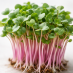 Micro-pousses de radis cultivées artisanalement pour la gastronomie