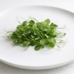 Micro-pousses de petit poids vert utilisées en finition de plat gastronomique