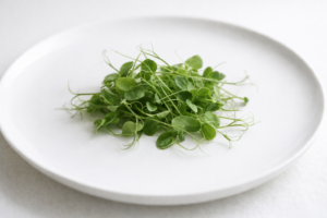 Micro-pousses de petit poids vert utilisées en finition de plat gastronomique